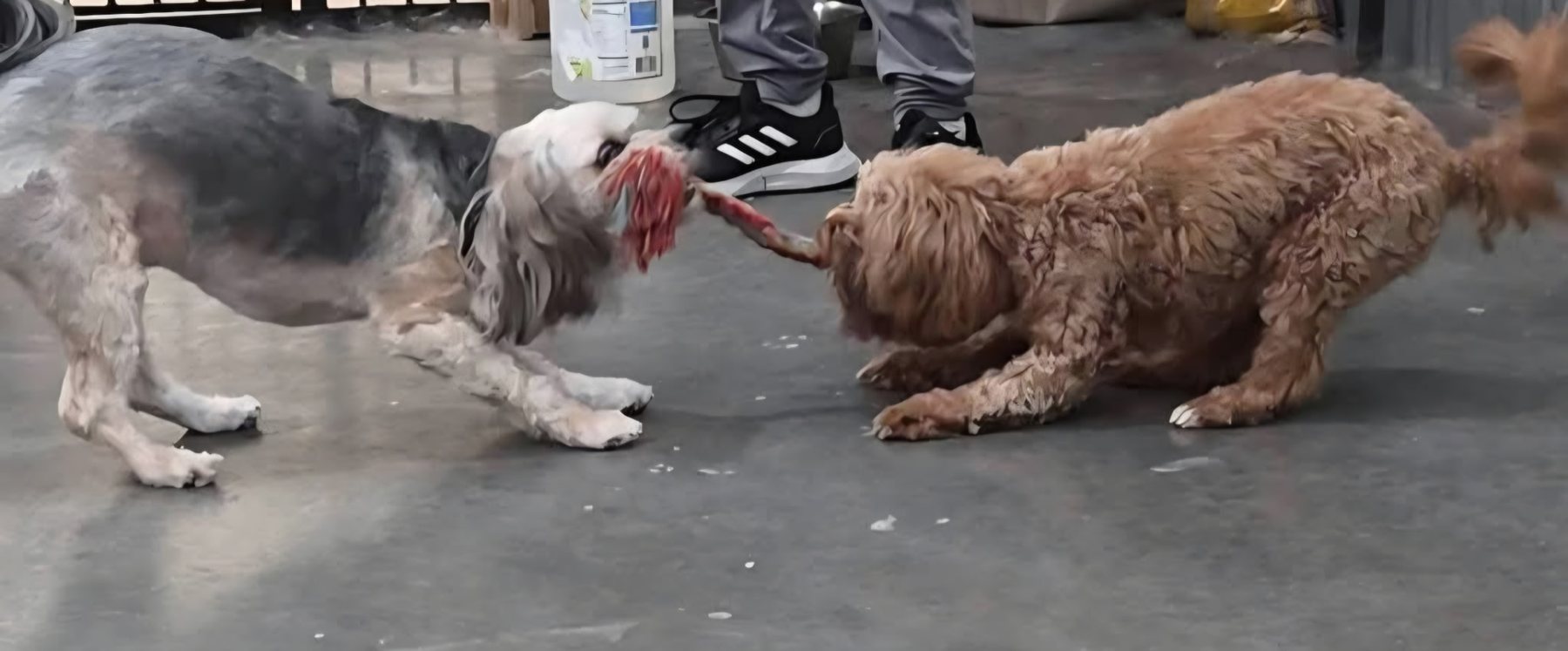 Dogs enjoying supervised playtime at Southern Paws Spa in Cookeville